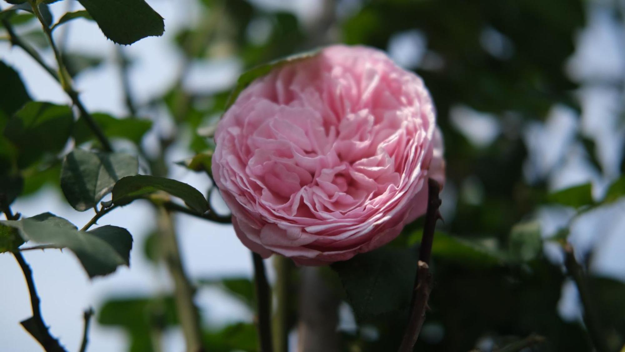 The Bloom Hanoi - Bespoke Living Εξωτερικό φωτογραφία